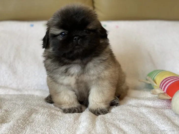 ID：2101-03804の子犬