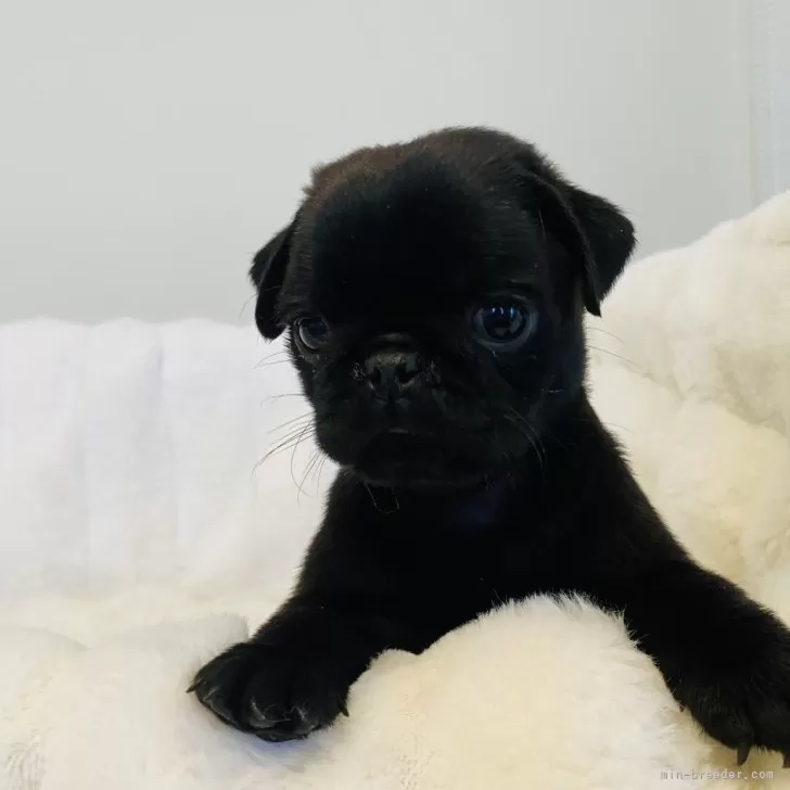 ID:2407-01279の子犬
