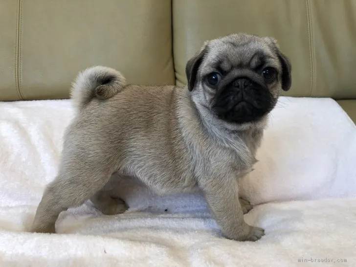 I.A 様のお迎えした子犬