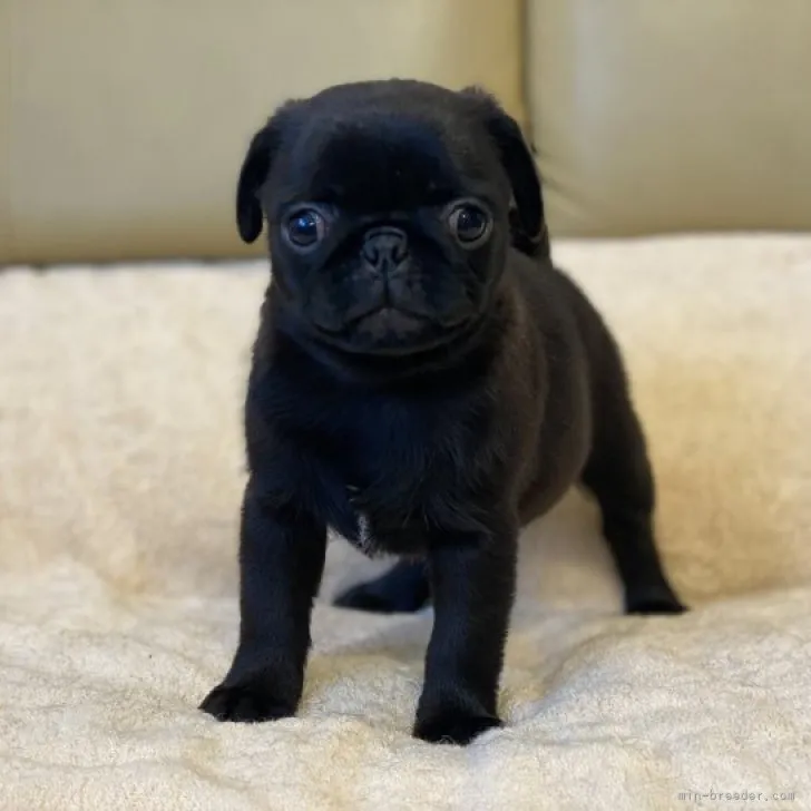ID：2305-04447の子犬
