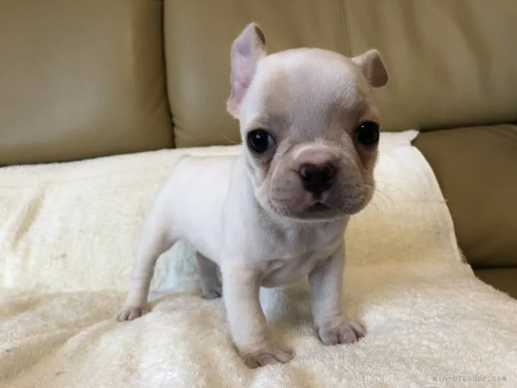 ID:1807-00536の子犬