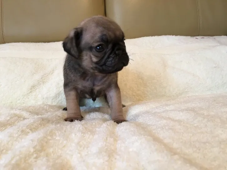 ID：1607-00187の子犬