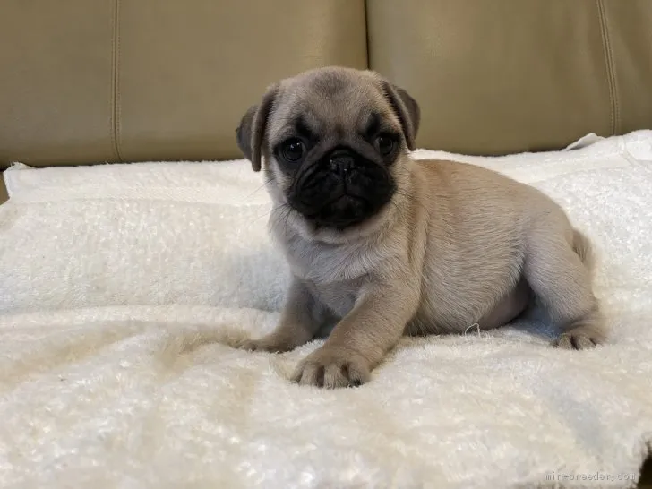 ID:1910-02133の子犬