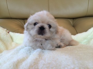 ペキニーズ【栃木県・男の子・2015年7月9日・クリーム】の写真「お顔の可愛いイケメン君」