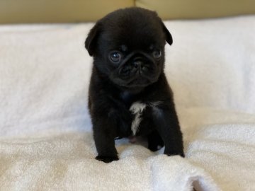 パグ【栃木県・男の子・2020年8月13日・ブラック】の写真「ムッチムチで胸の白毛がチャームポイント」