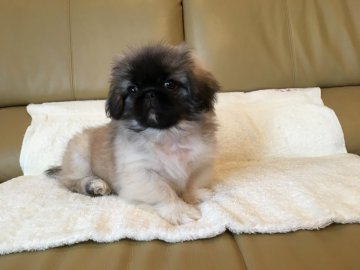ペキニーズ【栃木県・男の子・2017年11月1日・フォーン】の写真「優しい性格のイケメン君」