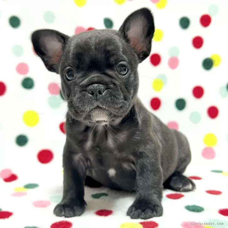 ID:2503-06583の子犬