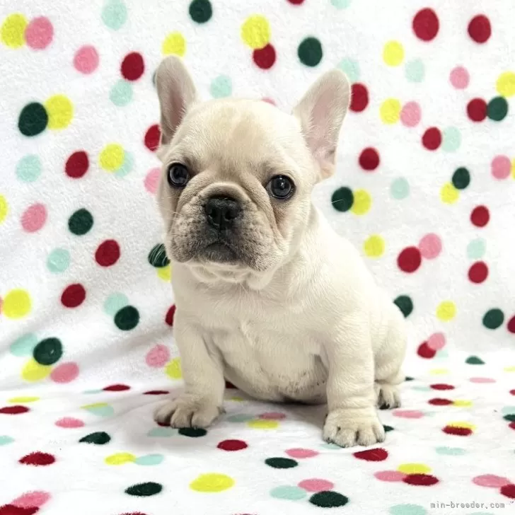 ID：2506-00221の子犬