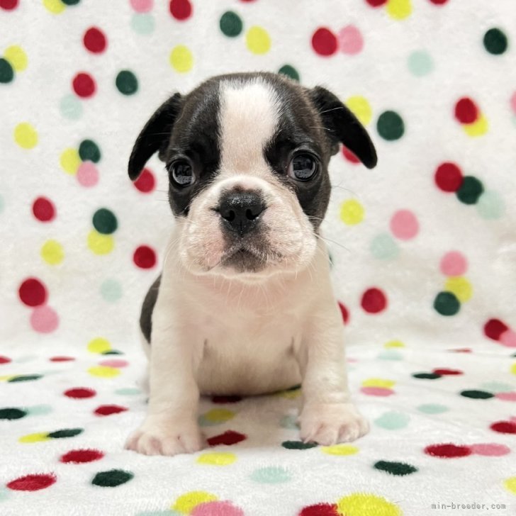 ブリーダー画像