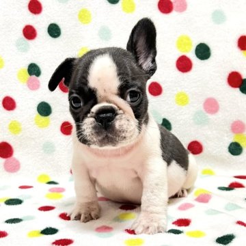 フレンチブルドッグ【香川県・男の子・2025年10月3日・パイド】の写真「小さめ可愛いパイドくん🎶両親DMクリア」
