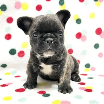 フレンチブルドッグ【香川県・男の子・2025年4月26日・ブリンドル(タイガーブリンドル)】の写真「コンパクトサイズな可愛いブリンドルくん🎶」
