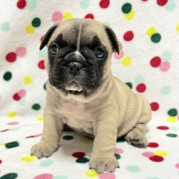 フレンチブルドッグ【香川県・男の子・2025年4月26日・フォーン】の写真「超しっかりサイズの可愛いフォーンくん🎶」