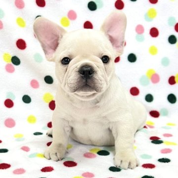 フレンチブルドッグ【香川県・男の子・2025年5月17日・クリーム】の写真「おすすめ！ムチコロ可愛いクリームくん🎶」