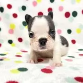 フレンチブルドッグ