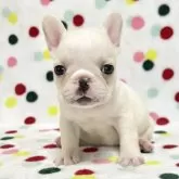 フレンチブルドッグ