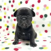 フレンチブルドッグ