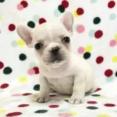 フレンチブルドッグ