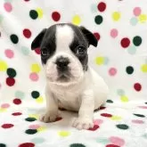 フレンチブルドッグ