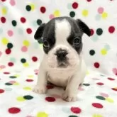 フレンチブルドッグ【香川県・男の子・2025年10月3日・パイド】の写真2