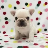 フレンチブルドッグ【香川県・女の子・2025年2月1日・クリーム】の写真2