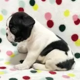 フレンチブルドッグ【香川県・女の子・2024年11月14日・パイド】の写真3