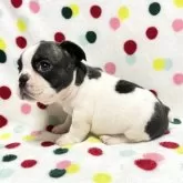 フレンチブルドッグ【香川県・男の子・2025年10月3日・パイド】の写真3