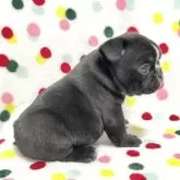 フレンチブルドッグ【香川県・男の子・2026年3月4日・ブリンドル(ブラック寄り、ホワイトブレーズ有)】の写真4