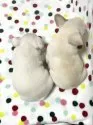 フレンチブルドッグ【香川県・男の子・2025年5月29日・クリーム】の写真5「右側がこの子です。」