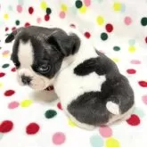 フレンチブルドッグ【香川県・男の子・2025年10月3日・パイド】の写真5