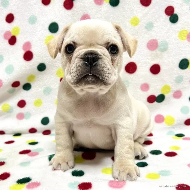 ID：2404-03599の子犬