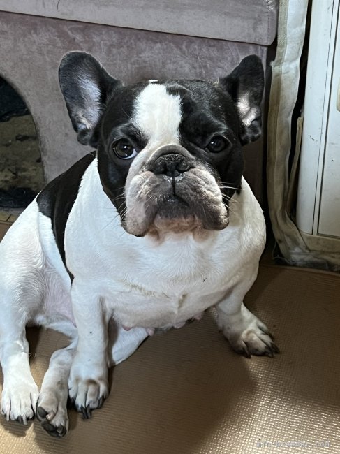 フレンチブルドッグ【・女の子・2021年6月7日・パイド】