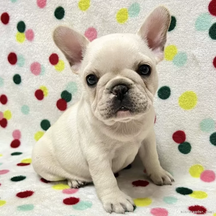 ID：2410-00030の子犬