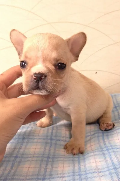 ID：1306-00476の子犬