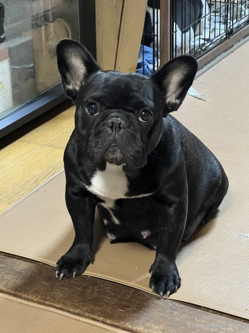 フレンチブルドッグ【・女の子・2022年11月7日・ブリンドル】