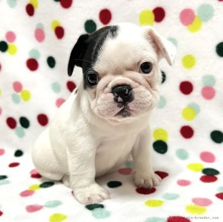 ID：2310-02182の子犬