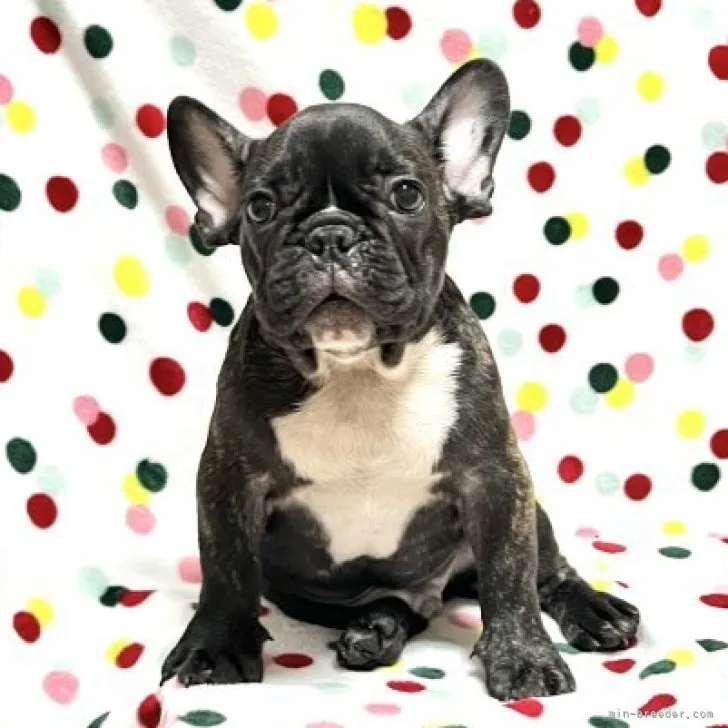 ID：2306-02302の子犬