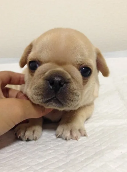 ID:1308-00740の子犬