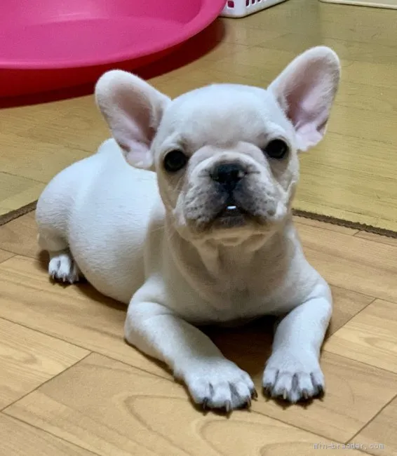 こまち 様のお迎えした子犬