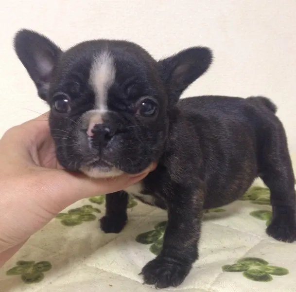 ID：1401-00952の子犬