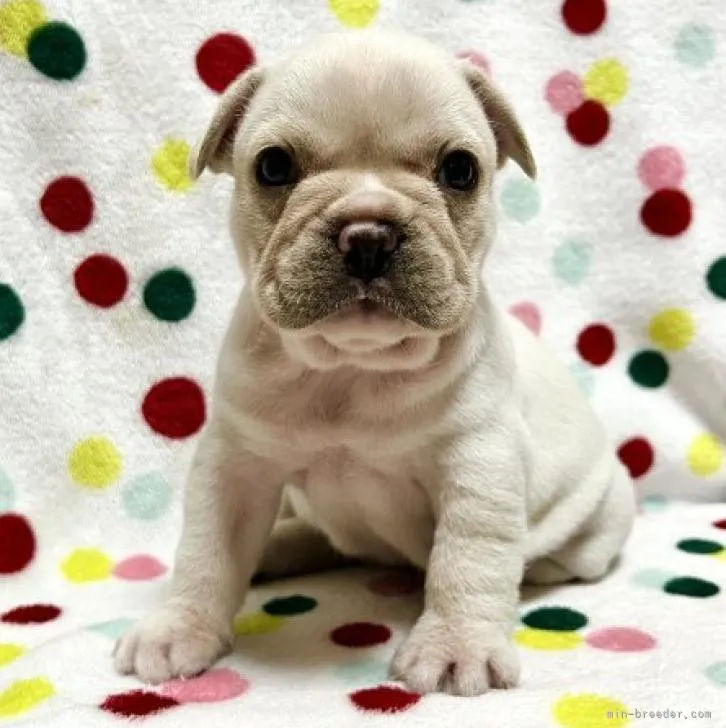 ID：2209-02359の子犬