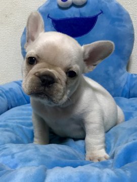 フレンチブルドッグ【香川県・男の子・2018年10月6日・クリーム】の写真「色素ばっちり可愛いクリームくん♪」
