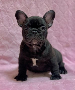 フレンチブルドッグ【香川県・男の子・2021年6月17日・ブリンドル(ほぼブラック)】の写真「両親遺伝子検査DMクリアです♪」