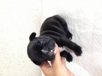 フレンチブルドッグ【香川県・男の子・2013年5月12日・ブリンドル(黒に近い子)】の写真「丸々コロコロな可愛いブリンドルくんです♪」