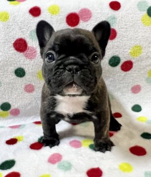 フレンチブルドッグ【香川県・女の子・2022年2月14日・ブリンドル(タイガーブリンドル多め)】の写真「可愛い小ぶりなブリンドルちゃん♪両親DMクリア」
