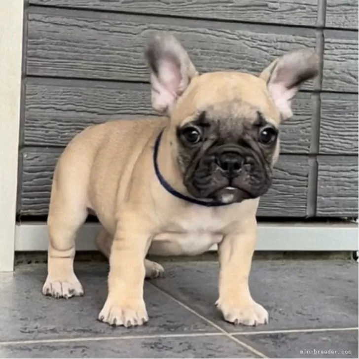 ID：2411-00780の子犬