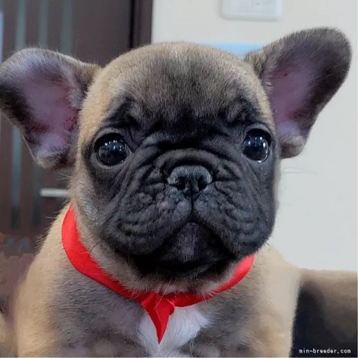 ID：2411-05738の子犬