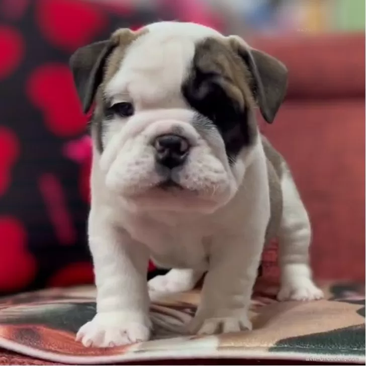 ID:2412-01481の子犬