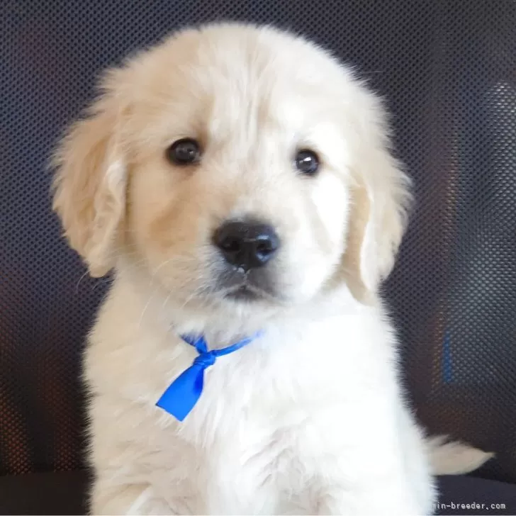 ジョニー 様のお迎えした子犬