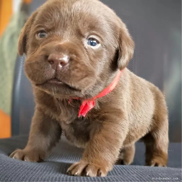 ID：2502-02421の子犬