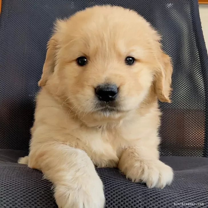 ID:2504-01309の子犬